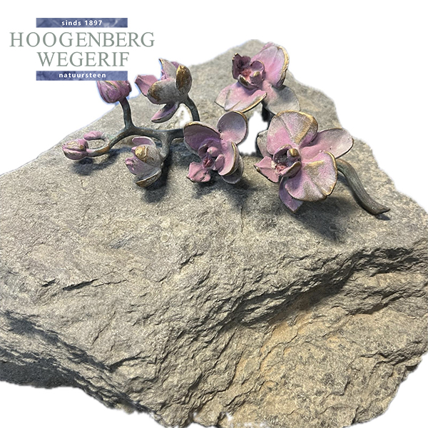 Orchidee - Afbeelding 2