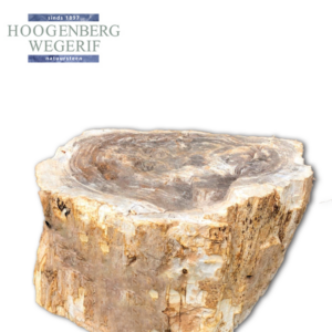 Versteend hout boomstam